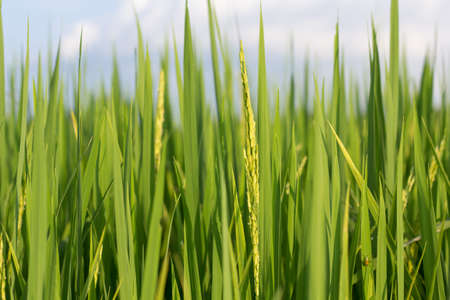 Rice plant in rice fieldの写真素材