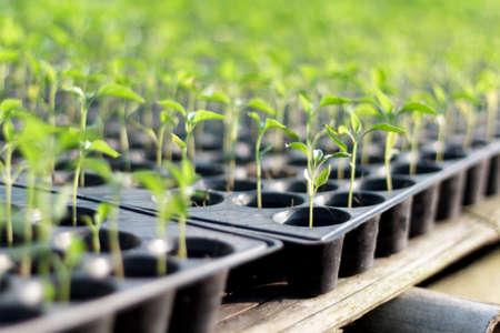 small chille plant grown in farm potの写真素材