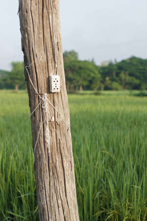 wall plug on old wooden pole at my rice fieldの写真素材