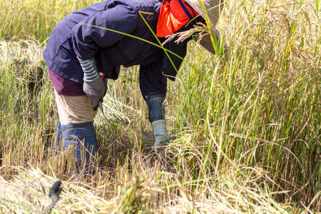 Farmer harvesting rice in rice field