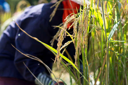 Farmer harvesting rice in rice fieldの写真素材