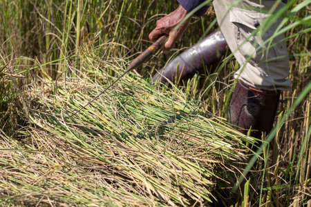 Farmer harvesting rice in rice fieldの写真素材