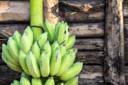 Unripe banana was cutted and wait to be eatenの写真素材