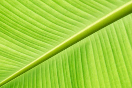 Green banana leaf in detailの写真素材