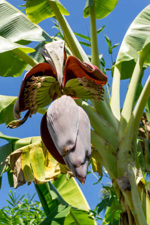Early banana blossom on banana treeの写真素材
