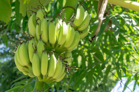 Green Unripe banana on banana treeの写真素材