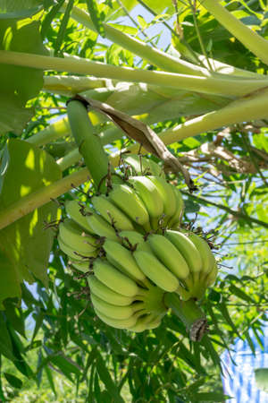 Green Unripe banana on banana treeの写真素材