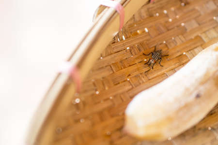 Big fly on sun dried bananaの写真素材