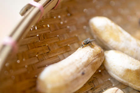 Big fly on sun dried bananaの写真素材