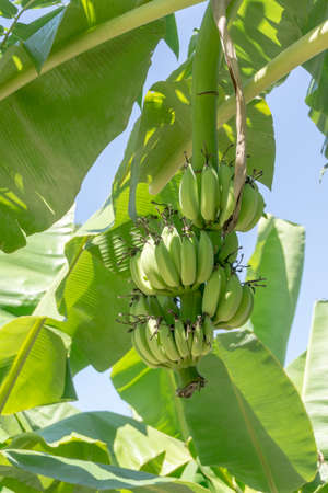 Green Unripe banana on banana treeの写真素材