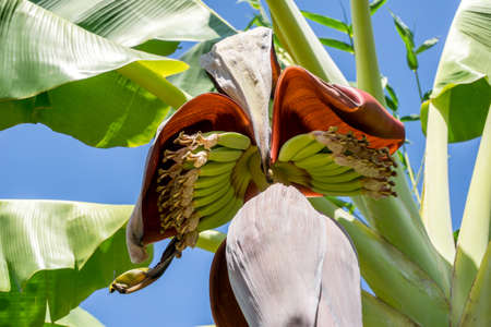 Early banana blossom on banana treeの写真素材