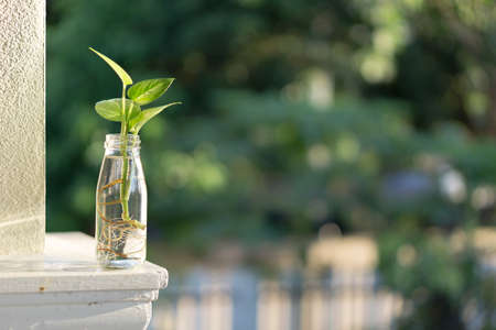 Small plant in recycle bottleの写真素材