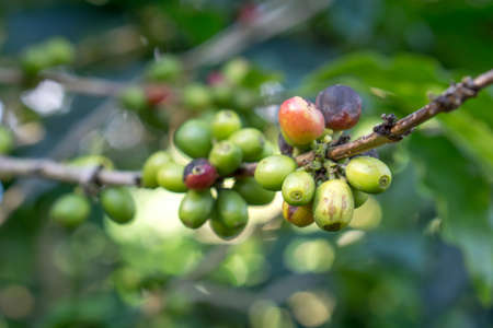 Red berries coffee bean process in factoryの写真素材