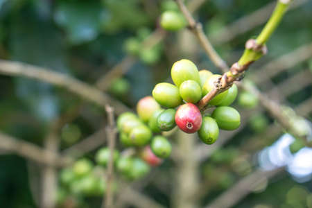 Red berries coffee bean process in factoryの写真素材