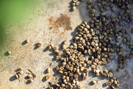 Red berries coffee bean process in factory