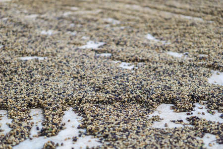 Red berries coffee bean process in factoryの写真素材