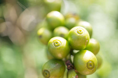 Red berries coffee bean process in factoryの写真素材