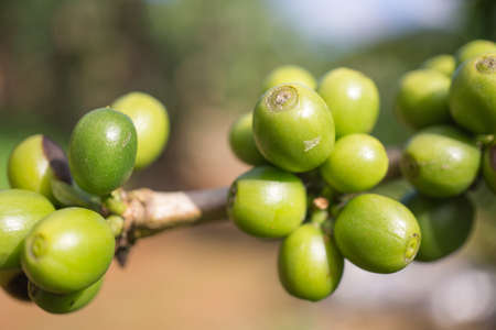 Red berries coffee bean process in factory