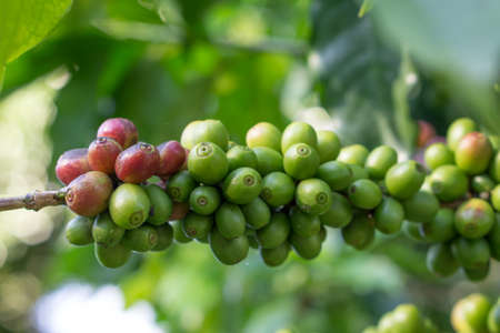 Red berries coffee bean process in factory