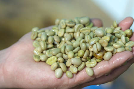 Red berries coffee bean process in factory