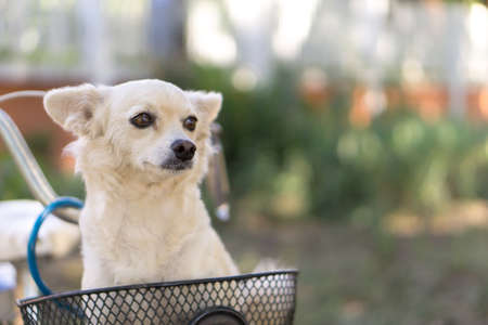Cute dog in bicycle basket