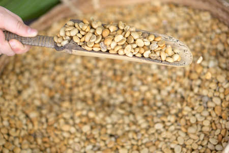 Dry coffee bean process in factoryの写真素材