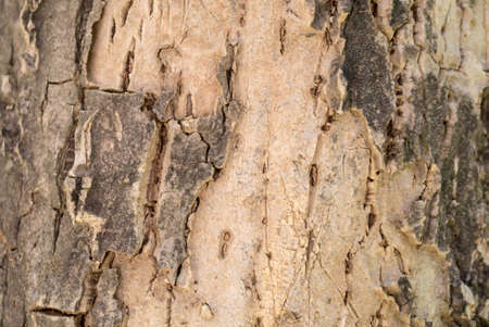 Close up of tree bark texture