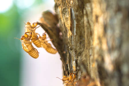 Cicada shell on the treeの写真素材