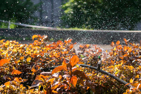 Water sprinkler in Thai Universityの写真素材