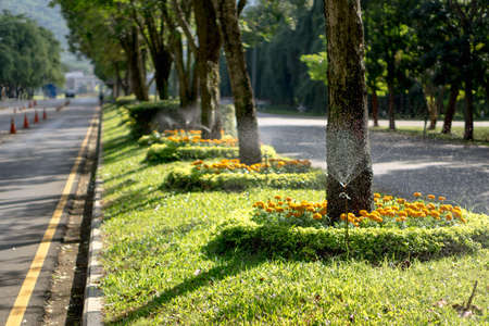 Water sprinkler in Thai Universityの写真素材