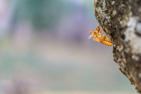 Cicada shell on the tree