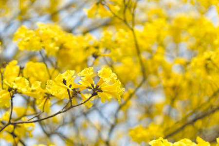 Blooming yellow trumpet flower in Thailandの写真素材
