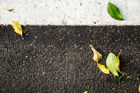 Asphalt road with tree leavesの写真素材