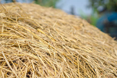 Close up of rice strawの写真素材