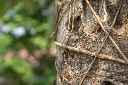 Detail of Ficus lacor tree barkの写真素材