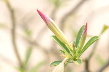 Close up of desert Rose Flowersの写真素材