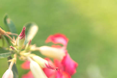 Close up of desert Rose Flowersの写真素材