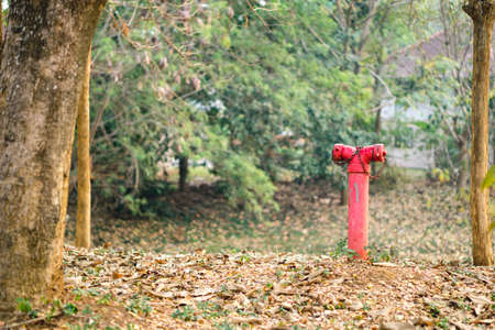 Red fire hydrant in the wood