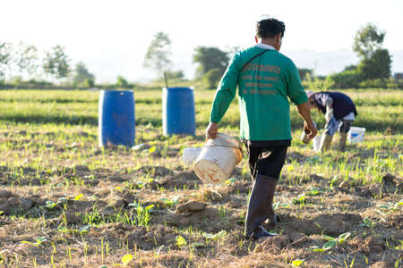Thai farmer watering tobacco plant