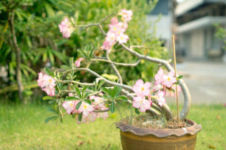 Close up of desert Rose Flowersの写真素材