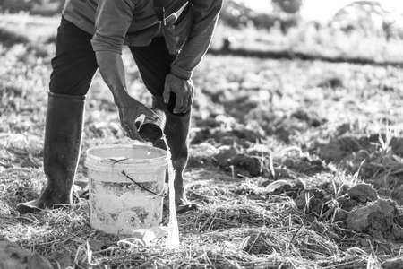 Thai farmer watering tobacco plantの写真素材