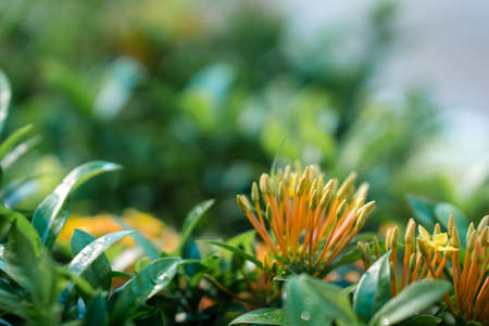 Close up of Yellow Ixora flowersの写真素材