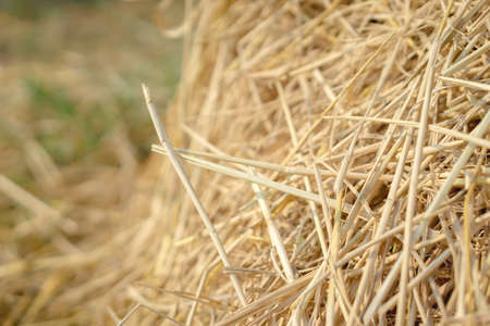 Close up of rice straw