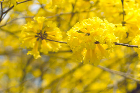 Blooming yellow trumpet flower in Thailand