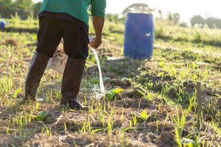 Thai farmer watering tobacco plantの写真素材