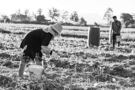Thai farmer watering tobacco plant