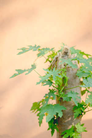 New papaya leaves regenerate from cutted papaya treeの写真素材
