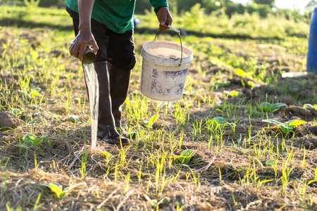 Thai farmer watering tobacco plant