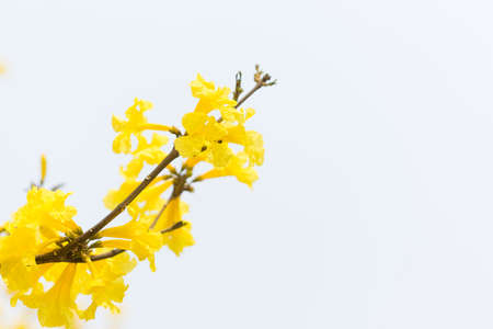Blooming yellow trumpet flower in Thailand