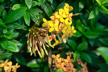 Close up of Yellow Ixora flowers